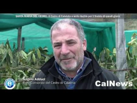Il Cedro di Calabria a serio rischio per il freddo di questi giorni-servizio