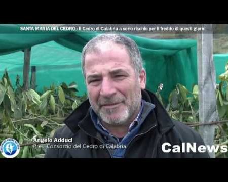 Il Cedro di Calabria a serio rischio per il freddo di questi giorni-servizio
