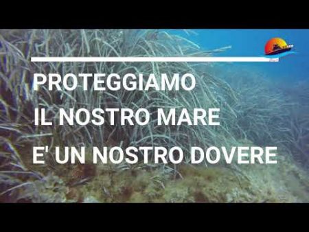 Alla Scoperta della Posidonia Oceanica tra i fondali di Diamante e Belvedere M.mo