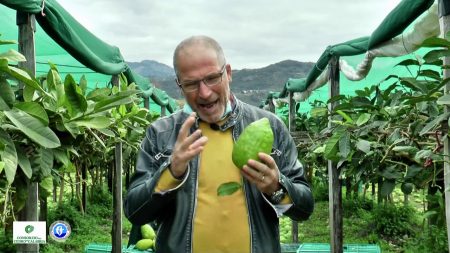 Consorzio Cedro di Calabria: Coltivazione e Cultura del Cedro a Santa Maria del Cedro