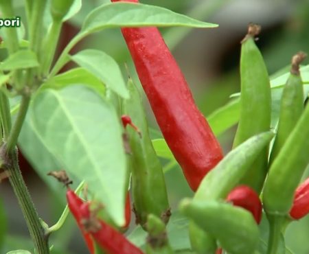 Il Programma Agrisapori parla dell”Accademia Italiana del Peperoncino