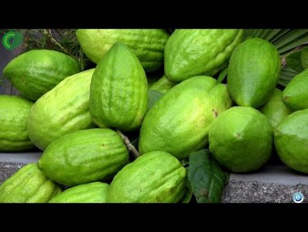 Festa della raccolta del cedro di Santa Maria del Cedro – Lo Speciale