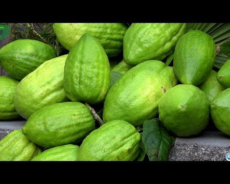 Festa della raccolta del cedro di Santa Maria del Cedro – Lo Speciale