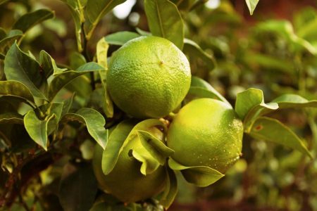 Il Consorzio del Bergamotto di Reggio Calabria fa tappa a Berlino per Fruit logistica