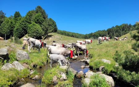 Si rinnova in Sila la tradizione millenaria della transumanza, raccontata in Francia con un docu-film