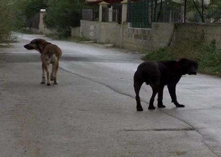 Santa Maria del Cedro: Ordinanza del sindaco in materia “Animali di affezione e fenomeno del randaggismo”
