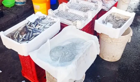 Pesca sperimentale della sardella. Un passo decisivo verso la stabilità del settore