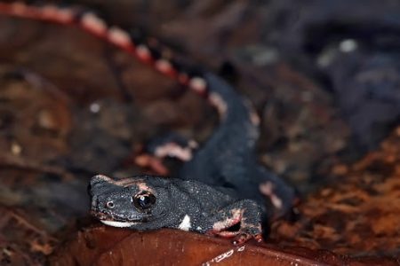 Orsomarso: Avvistata la Salamandrina dagli Occhiali Meridionale, un raro anfibio in via di estinzione
